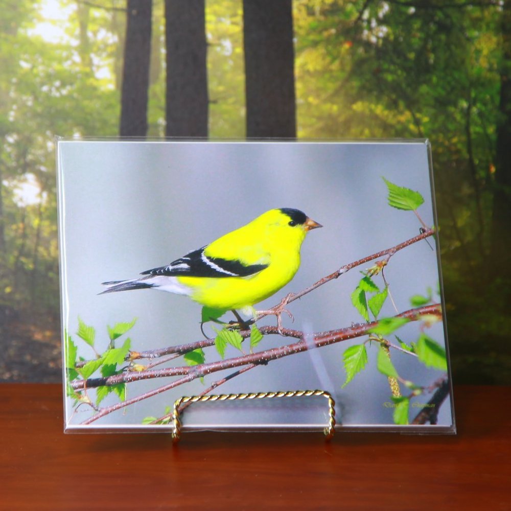 A Beautiful 8" x 10" Goldfinch Print